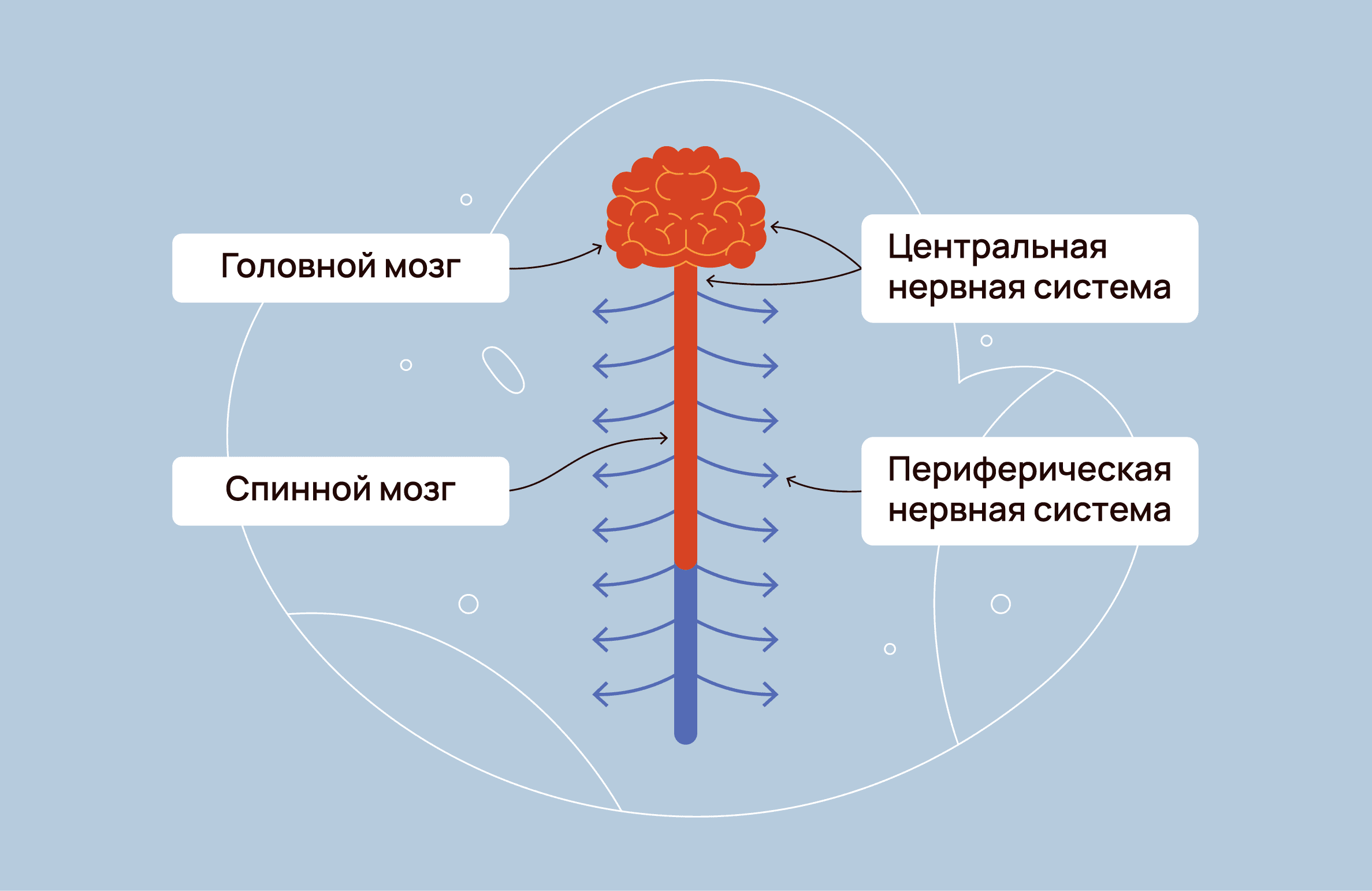 Невропатия и нейропатическая боль при псориатическом артрите