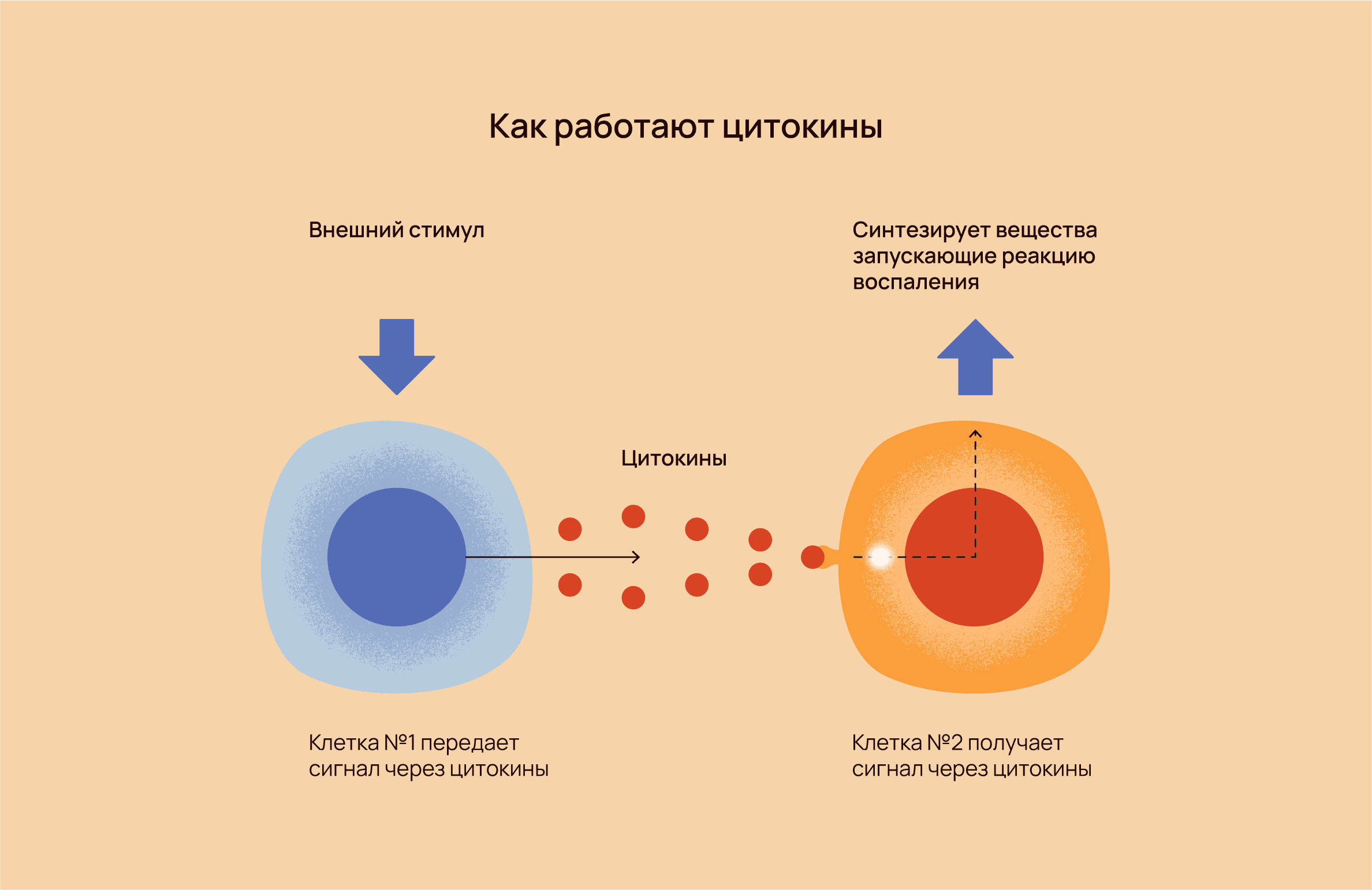 Что такое цитокины и какую роль они играют при ревматоидном артрите